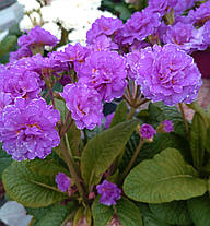 Примула Балерина Поллі Діп Лілас \ Primula Polly Deep Lilac (-саджанці р12 ), фото 3