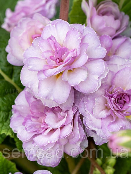 Примула Балерина Поллі Софт Пінк \ Primula Polly Soft Pink (-саджанці р12)