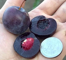 ГІБРИДИ. СХРЕЩЕНІ СОРТИ