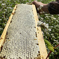 Ціла рамка Стільники (соти) меду гречаного 2025 р