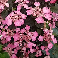 Саджанці Гортензії пилчастої (3-річна) Даредевіл (Hydrangea serrata Daredevil) С2