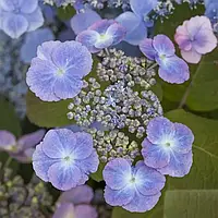 Саджанці Гортензії пилчастої (3-річна) Вірле (Hydrangea serrata Veerle) С2
