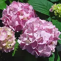 Саджанці Гортензії (3-х річна) Ендлесс Саммер Пінк, крупнолистна (Hydrangea macrophylla Endless Summer Pink) С2