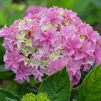 Саджанці Гортензії (3-х річна) Ю енд Мі Перфекшн, крупнолистна (Hydrangea macrophylla You and Me Perfection) С2