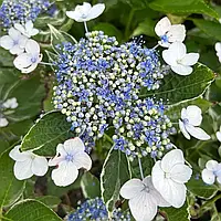 Саджанці Гортензії (3-х річна) Марієсі Варієгата, крупнолистна (Hydrangea macrophylla Mariesii Variegata) С2