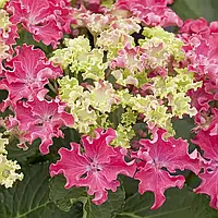 Саджанці Гортензії крупнолистна (3-річна) Керлі Спарк Хот Пінк (Hydrangea macrophylla Curly Sparkle Hot Pink) С3