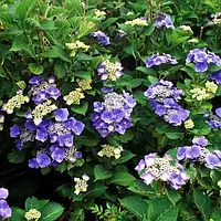 Саджанці Гортензії (3-х річна) Маріесі Перфекта, крупнолистна (Hydrangea macrophylla Mariesii Perfecta) С2
