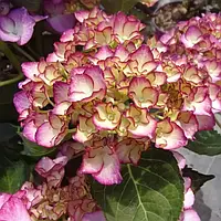 Саджанці Гортензії крупнолистної (3-х річна) Адула Ліла (Hydrangea macrophylla Adula Lila) С2