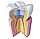 Jen-Radiance Molar FW / Джен Редіанс Моляр FW / текучий А3, 6 г (Джендентал-Україна), фото 4