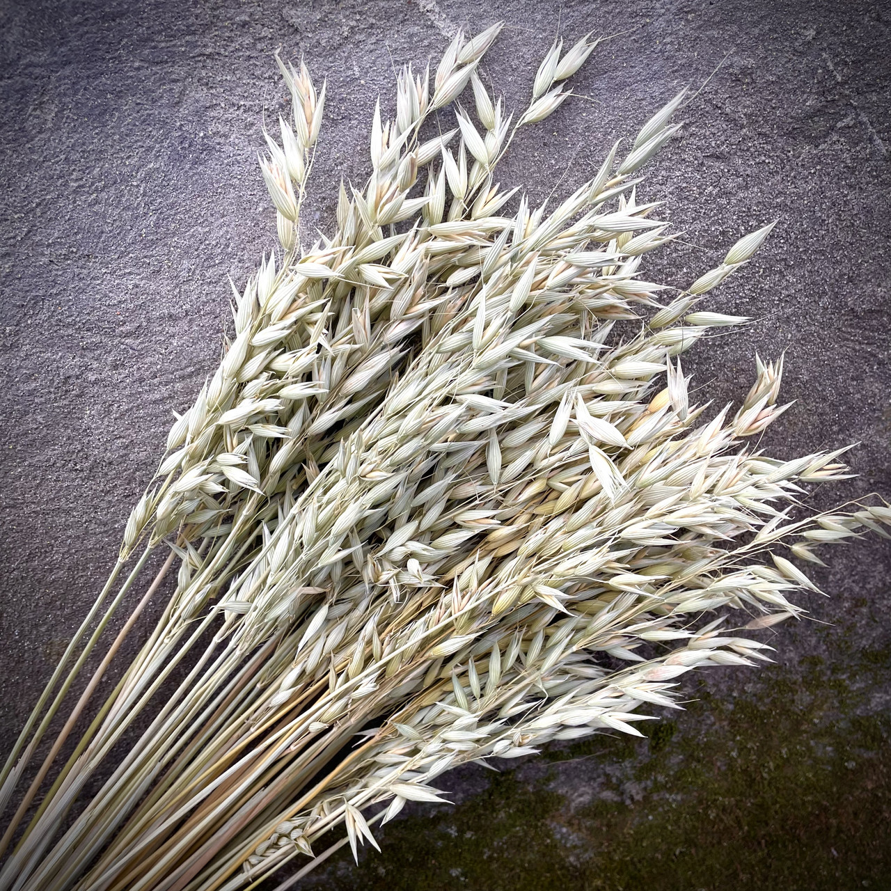 Відбірні колоски вівса 10000 шт/уп Натуральні сухоцвіти для декору та флористики, фото 1
