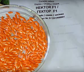Гектор F1 насіння огірка, 1000 насіння — бджолине, (40-44 дні) Nunhems, фото 3