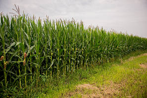 Насіння кукурудзи Інститут сільського господарства степової зони НААНУ