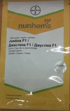 Насіння огірка Джустина F1/Джастина F1 (Nunhems), 1000 насіння — ранній гібрид (45-50 днів), партенокарпік, фото 3