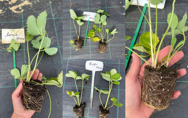 саджанці полуниці, купити саджанці полуниці, розсада полуниці, замовити саджанці клубніки, касетна розсада полуниці