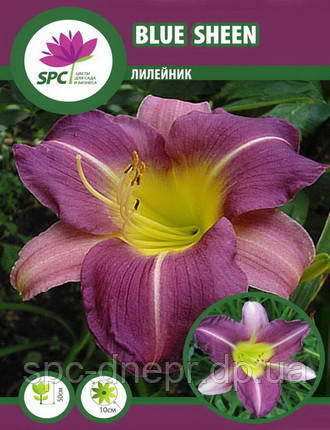 Лілейник Blue Sheen