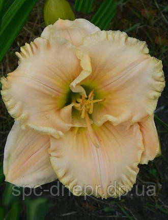 Лілейник English Cameo