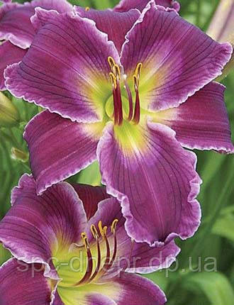 Лійник Indian Giver, фото 1