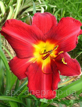 Лійник Pantaloons