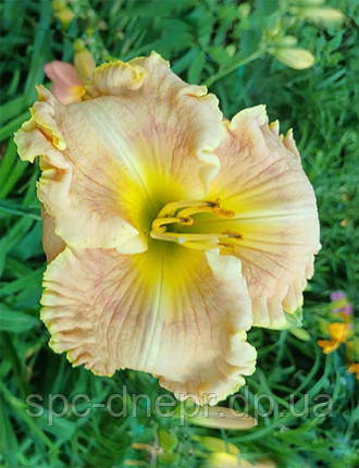 Лійник Pink Hot, фото 1