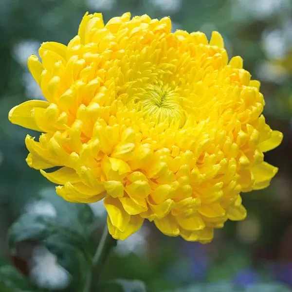 Саджанці Хризантеми великоквіткової Бродвей (Chrysanthemum Broadway) Р9, фото 1