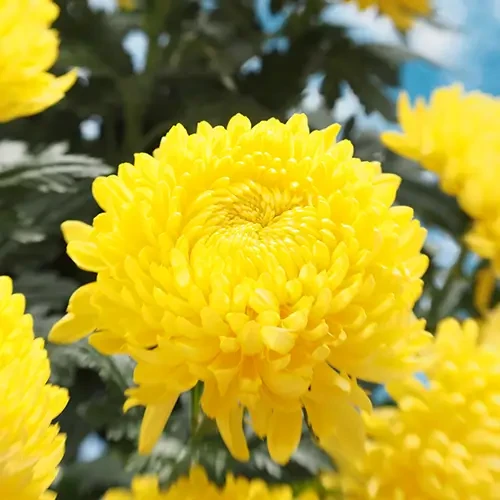 Саджанці Хризантеми великоквіткової Астероїд (Chrysanthemum Asteroid) Р9, фото 1