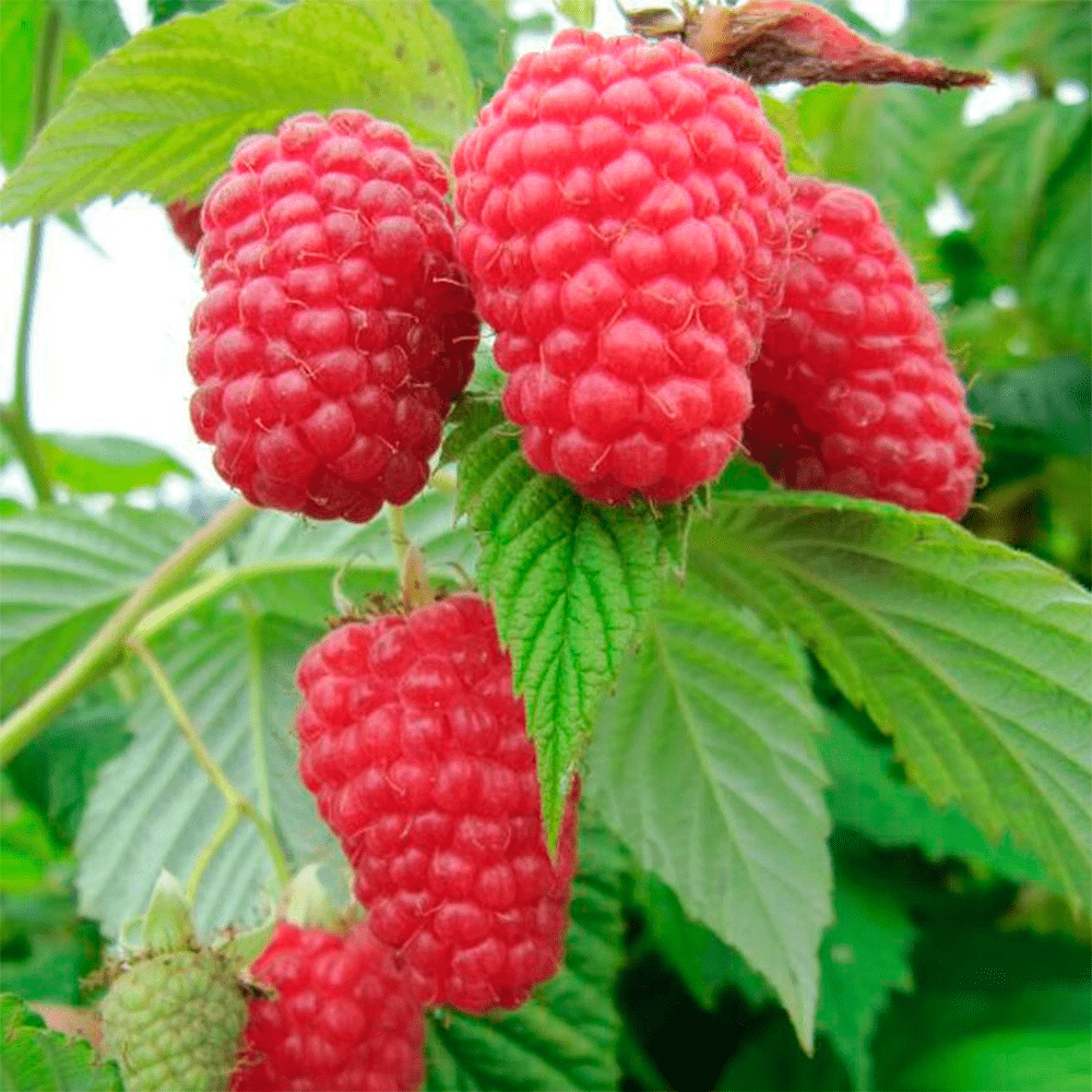 Малина Генералісимус