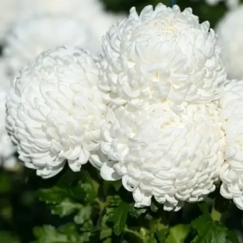 Саджанці Хризантеми великоквіткової Перлина (Chrysanthemum Pearl) Р9, фото 1
