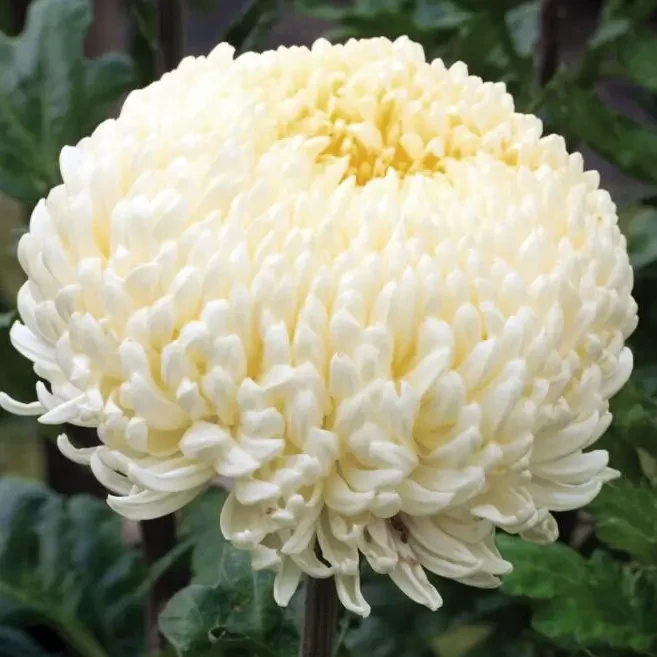 Саджанці Хризантеми великоквіткової Креміст Білий (Chrysanthеmum Creamiest White) Р9, фото 1