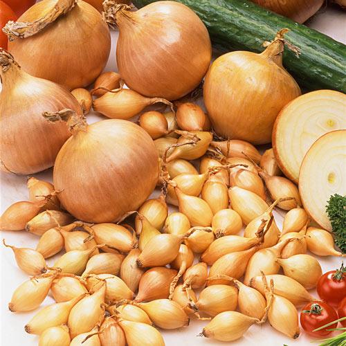 Озима цибуля саджанка Штур BC фр.10/21 СІТКА 10кг Голландія
