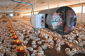 Обладнання для бройлера, гуски, індика