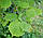 Ліщина звичайна листя (ліщина, лісовий горіх), фото 2