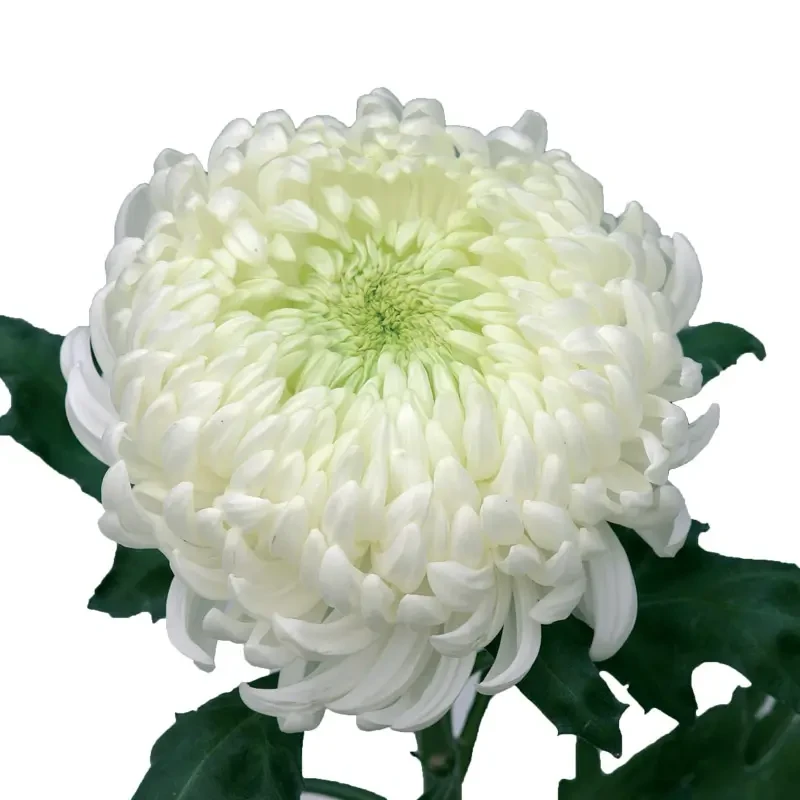 Саджанці Хризантеми великоквіткової Мей Шусміт Білий (Chrysanthеmum May Shoesmith White) Р9, фото 1