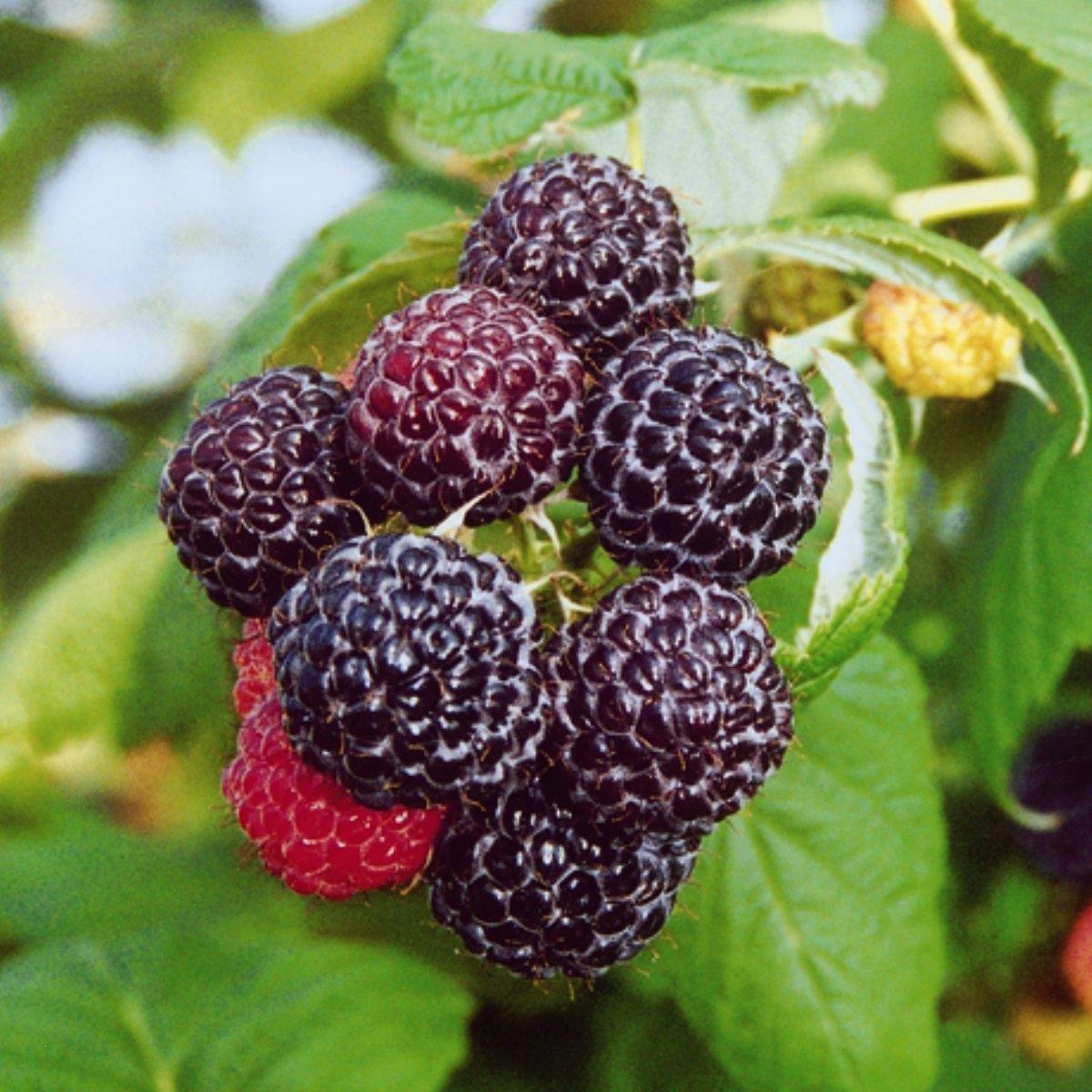 Саджанці (кущі) Малини чорної Блек Джевел (Black Jewel) - середня, крупноплідна, транспортабельна