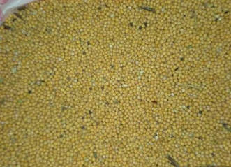 Насіння гірчиці Садочок 1 кг (194224017)