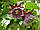 Passiflora Ambigua — Гранадилья-де-Монте, фото 4