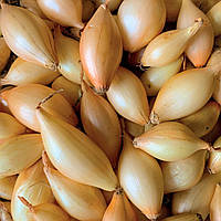 Озима цибуля саджанка Шекспір фр.10/21 СІТКА 10кг Голландія