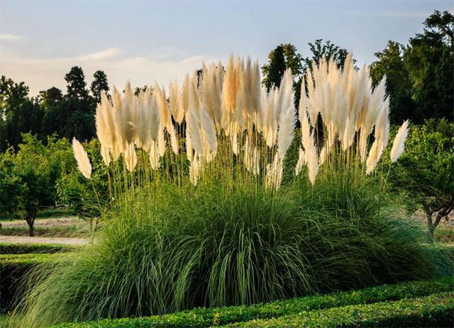 декоративні злаки