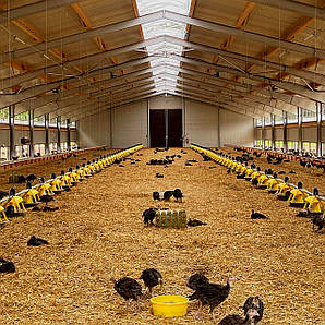 Лінія (система) годівлі для індика