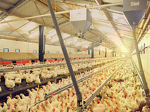 Обладнання для птахівництва