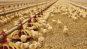 Обладнання для пташників