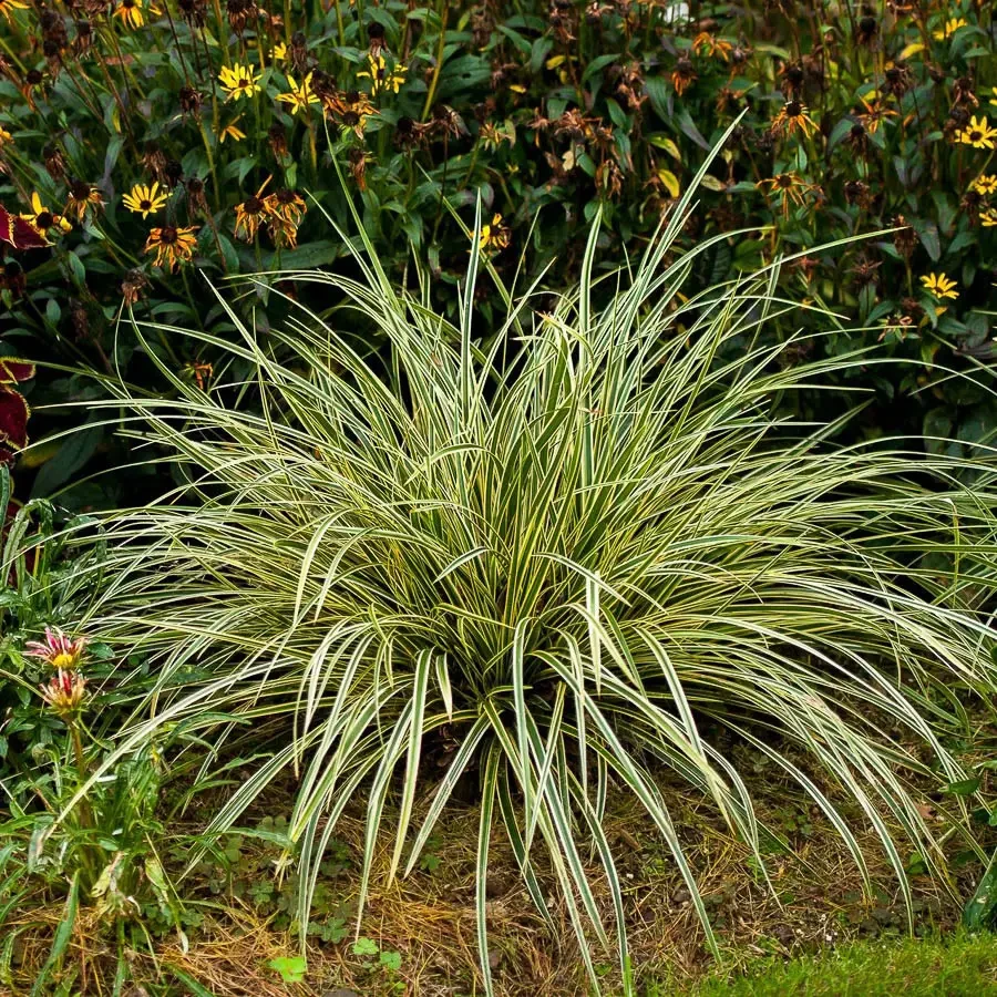 Осока Морроу Goldband 1 рік, Осока морроу Голдбенд, Carex morrowii Goldband