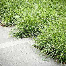 Осока Морроу Goldband 1 рік, Осока морроу Голдбенд, Carex morrowii Goldband, фото 2