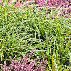 Осока Морроу Goldband 1 рік, Осока морроу Голдбенд, Carex morrowii Goldband, фото 3