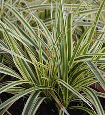 Осока Морроу Goldband 1 рік, Осока морроу Голдбенд, Carex morrowii Goldband, фото 5