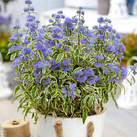 Каріоптеріс White Surprise 2 річний, Каріоптерис Вайт Сюрпрайс, Caryopteris White Surprise