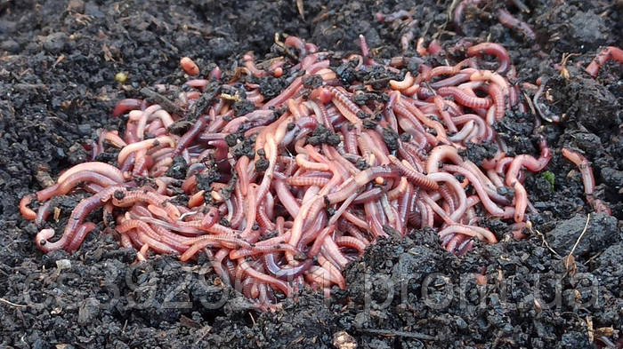 Черви для рыбалки, порция красные калифорнийские черви, красный червь ...