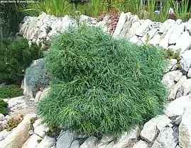 Сосна веймутова Tiny Curls 3 річна, Сосна веймутова Тини Кирлс, Pinus strobus Tiny Curls, фото 3