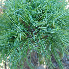Сосна веймутова Tiny Curls 3 річна, Сосна веймутова Тини Кирлс, Pinus strobus Tiny Curls, фото 4