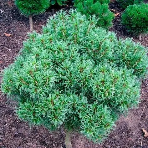 Сосна веймутова Tiny Curls 3 річна, Сосна веймутова Тини Кирлс, Pinus strobus Tiny Curls, фото 1