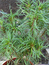 Сосна веймутова Tiny Curls 3 річна, Сосна веймутова Тини Кирлс, Pinus strobus Tiny Curls, фото 6